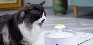 Meilleur fontaine à eau pour chat